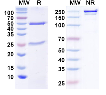 Neisseria meningitidis FHBP Antibody