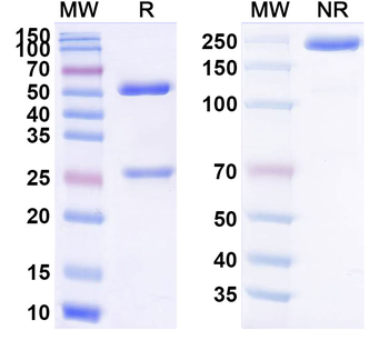 MARCO Antibody