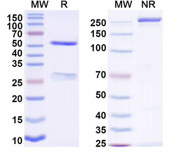 Mouse MARCO Antibody