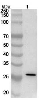RBD (Omicron/B.1.1.529) Polyclonal Antibody