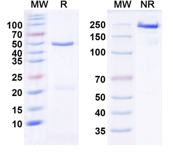 AAV8 VP1/Capsid protein VP1 Antibody