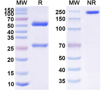 AAV8 VP1/Capsid protein VP1 Antibody