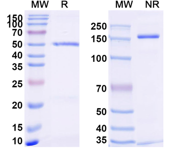 AAV5 VP1/Capsid protein VP1 Antibody