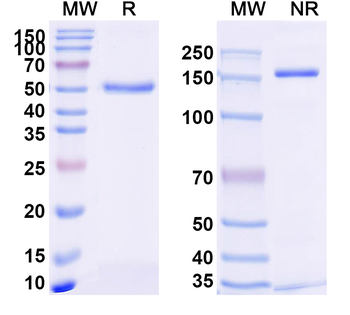 AAV5 VP1/Capsid protein VP1 Antibody