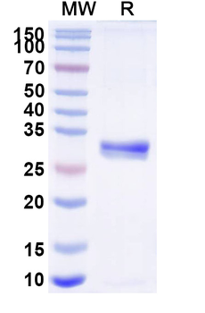 Human CD20/MS4A1 Antibody