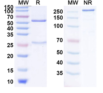 Mouse IgG1 lambda isotype control Antibody