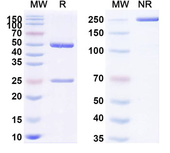 Ganglioside GM1 Antibody
