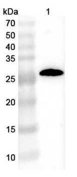 Human CD152/CTLA4 Antibody