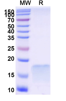 Mouse TACSTD2/TROP2 Antibody