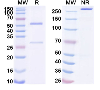 Human CD61/ITGB3 Monoclonal Antibody