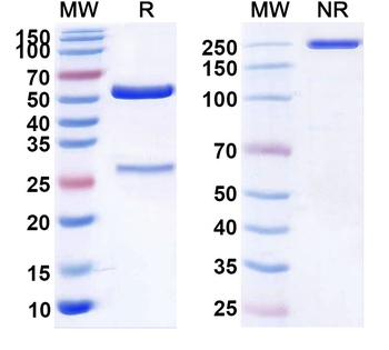 Human CD61/ITGB3 Monoclonal Antibody