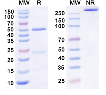 Human CD61/ITGB3 Monoclonal Antibody