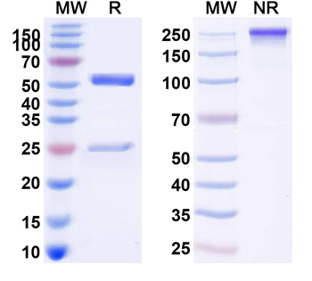 Human CD1A Monoclonal Antibody