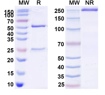 Human CD1A Monoclonal Antibody
