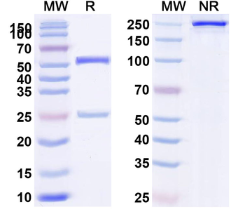 Human CD137/TNFRSF9 Monoclonal Antibody