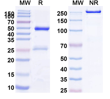 Human MPO Monoclonal Antibody