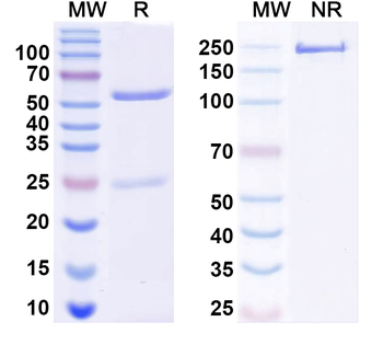 Human KRT5 Monoclonal Antibody