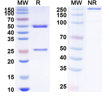 Human KRT5 Monoclonal Antibody