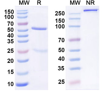 Human PSEN2 Monoclonal Antibody