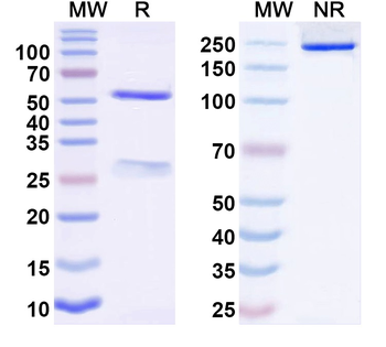 Human PSEN2 Monoclonal Antibody