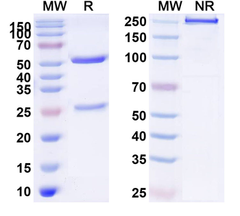 Human PSEN2 Monoclonal Antibody