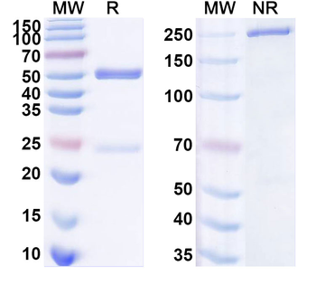 Human PCT/Procalcitonin Monoclonal Antibody