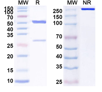 Human INPP5D Monoclonal Antibody