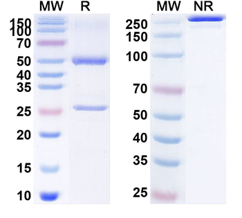 Human CALD1 Monoclonal Antibody