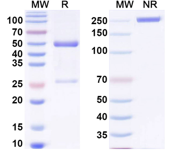 Human FUT4 Monoclonal Antibody