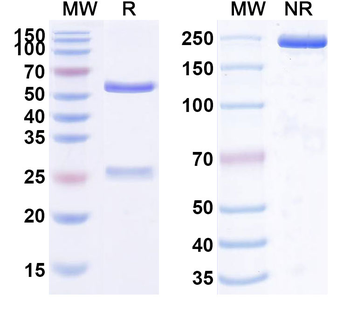 Human ATRX/RAD54L Monoclonal Antibody