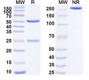 Human ATRX/RAD54L Monoclonal Antibody