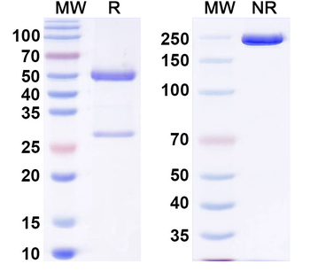 Human ATRX/RAD54L Monoclonal Antibody