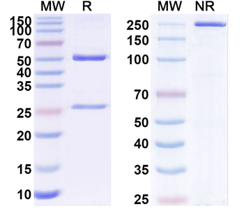 Human KRT10 Monoclonal Antibody