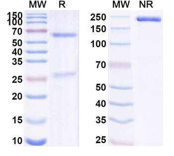 Human KRT10 Monoclonal Antibody