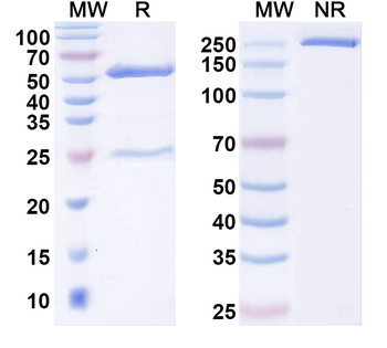 Human KRT10 Monoclonal Antibody