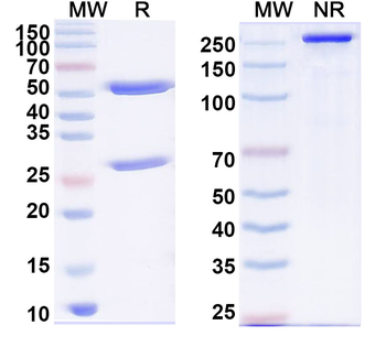 Human Hom s 5/KRT6A Monoclonal Antibody