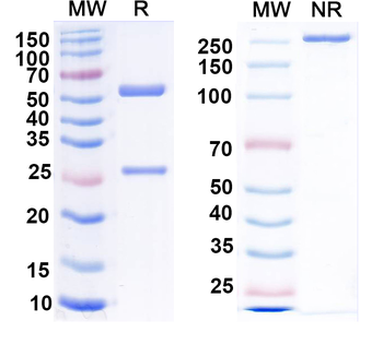 Human MSLN Monoclonal Antibody