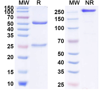 Human MSLN Monoclonal Antibody