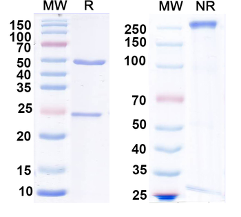 Human MSLN Monoclonal Antibody