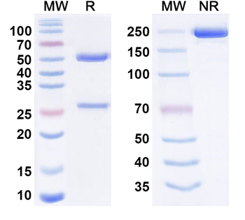 Human MUC6 Monoclonal Antibody