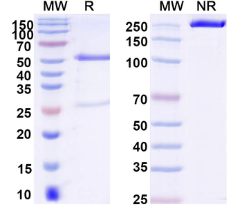 Human MUC6 Monoclonal Antibody