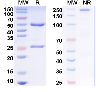 Human FSCN1 Monoclonal Antibody