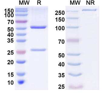 Human CD7 Monoclonal Antibody