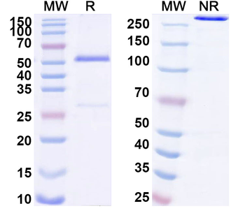 Human CD7 Monoclonal Antibody