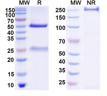 Human MB Monoclonal Antibody