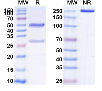 Human F8 Monoclonal Antibody