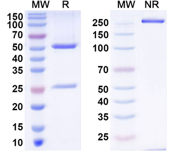 Human F8 Monoclonal Antibody