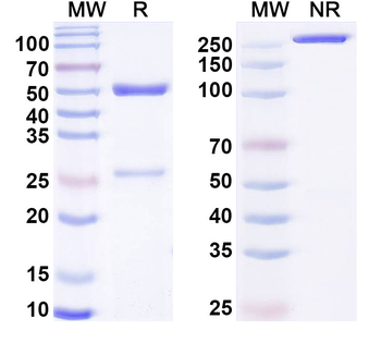 Human ANO1 Monoclonal Antibody