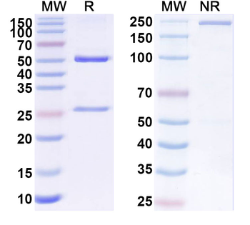 Human CIITA Monoclonal Antibody