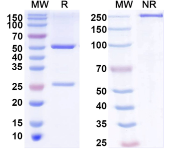 Human CIITA Monoclonal Antibody